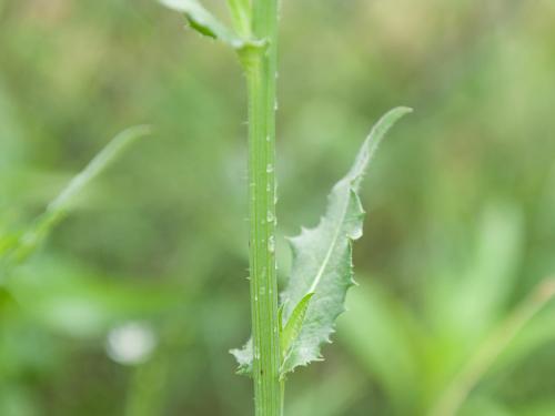 Chicorée sauvage(Cichorium intybus)_4