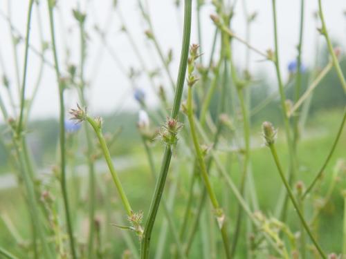 Chicorée sauvage(Cichorium intybus)_7