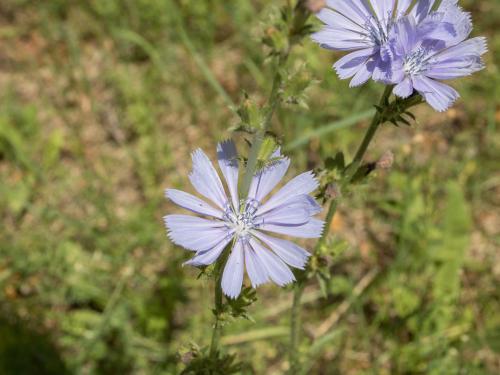 Chicorée sauvage(Cichorium intybus)_10