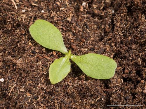 Chicorée sauvage(Cichorium intybus)_13