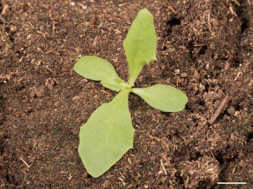 Chicorée sauvage(Cichorium intybus)_14