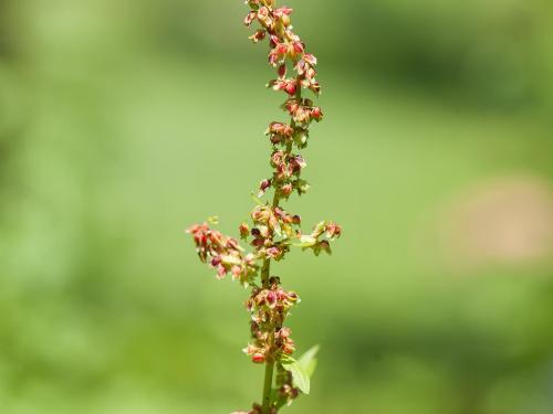 Patiente feuilles obtuses (Rumex obtusifolius)_1