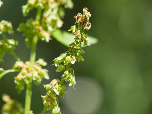 Patiente feuilles obtuses (Rumex obtusifolius)_2