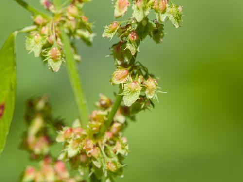 Patiente feuilles obtuses (Rumex obtusifolius)_3