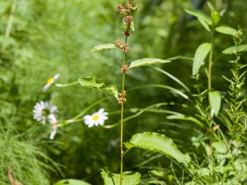 Patiente feuilles obtuses (Rumex obtusifolius)_5