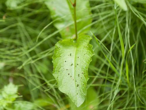 Patiente feuilles obtuses (Rumex obtusifolius)_6