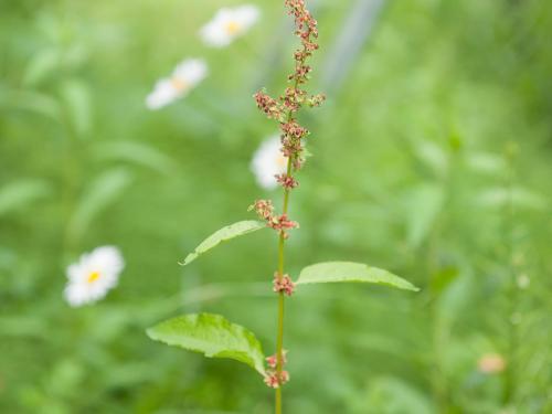 Patiente feuilles obtuses (Rumex obtusifolius)_7