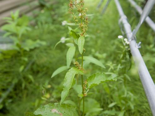 Patiente feuilles obtuses (Rumex obtusifolius)_9