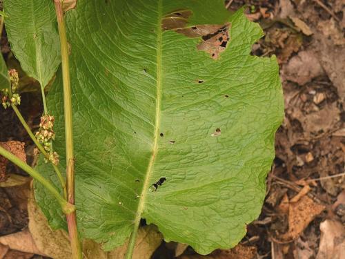 Patiente feuilles obtuses (Rumex obtusifolius)_10