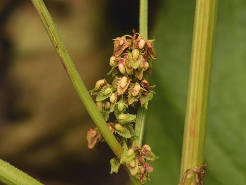 Patiente feuilles obtuses (Rumex obtusifolius)_12