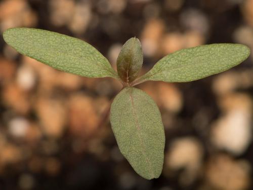 Amarante de Palmer(Amaranthus palmeri)_14