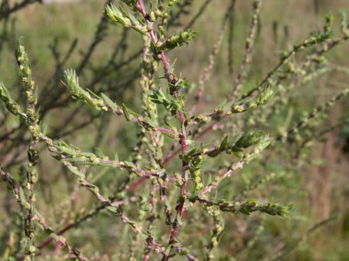 Kochia balais (Bassia scoparia)_16