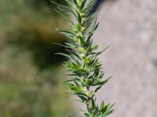 Kochia balais (Bassia scoparia)_19