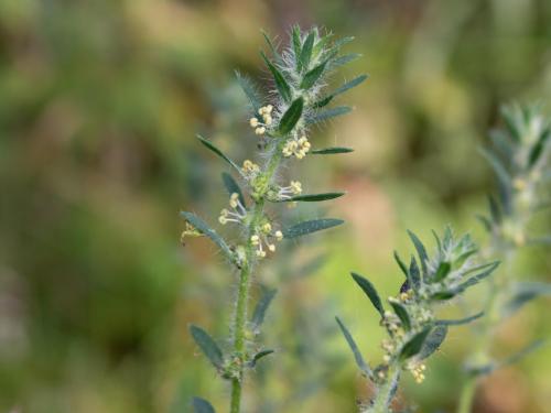 Kochia balais (Bassia scoparia)_21