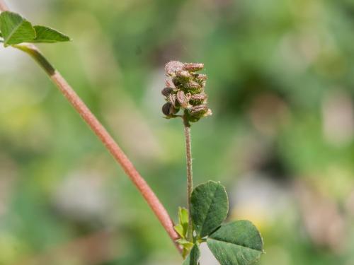 Luzerne lupuline (Medicago lupulina)_5