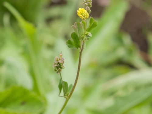 Luzerne lupuline (Medicago lupulina)_6