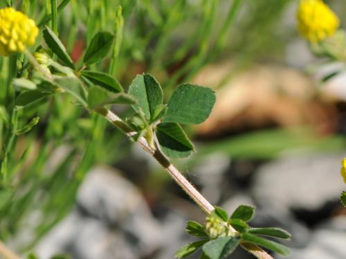 Luzerne lupuline (Medicago lupulina)_12