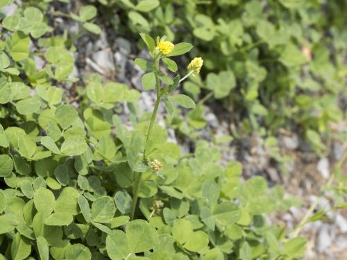 Luzerne lupuline (Medicago lupulina)_13