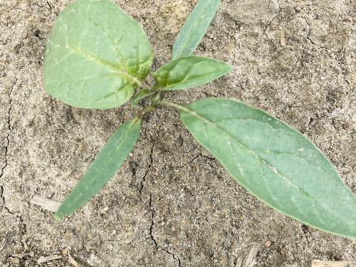 Stramoine commune(Datura stramonium)_4