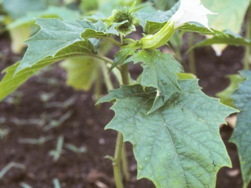 Stramoine commune(Datura stramonium)_7