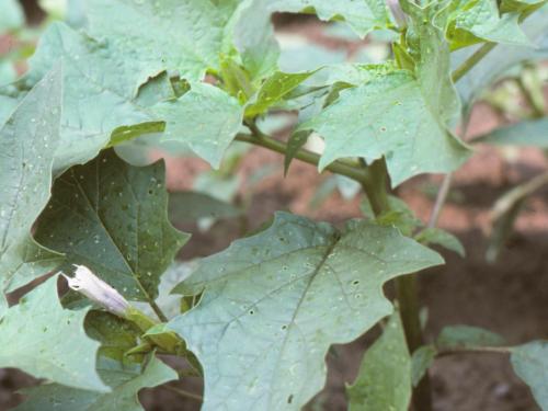 Stramoine commune(Datura stramonium)_8