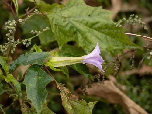 Stramoine commune(Datura stramonium)_10