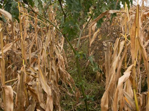 Stramoine commune(Datura stramonium)_12