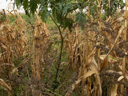 Stramoine commune(Datura stramonium)_13