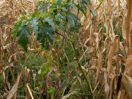 Stramoine commune(Datura stramonium)_15