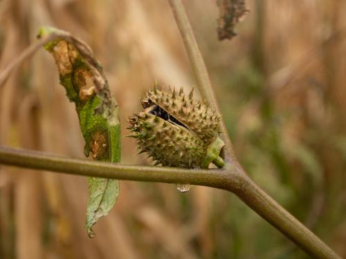 Stramoine commune(Datura stramonium)_17