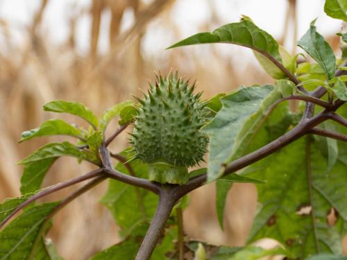 Stramoine commune(Datura stramonium)_18