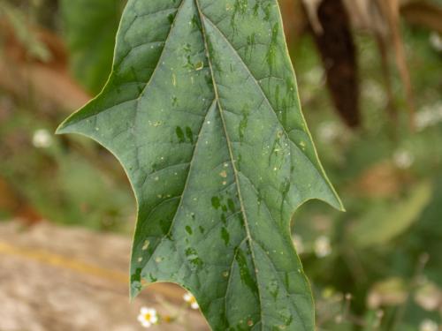 Stramoine commune(Datura stramonium)_19