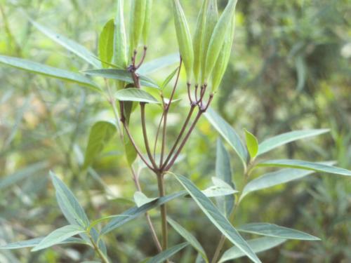 Asclépiade incarnate(Asclepias incarnata)_3