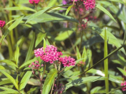 Asclépiade incarnate(Asclepias incarnata)_4