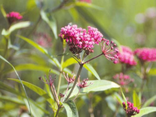 Asclépiade incarnate(Asclepias incarnata)_5