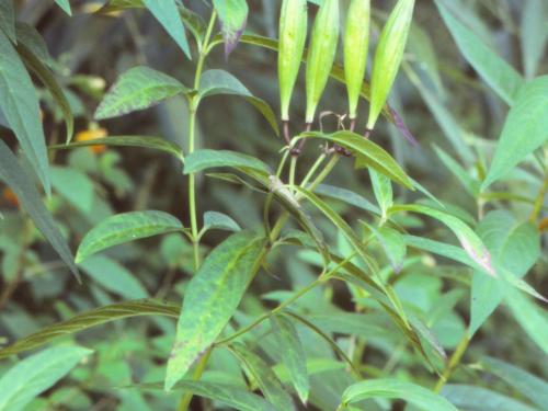 Asclépiade incarnate(Asclepias incarnata)_6