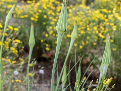 Salsifis majeur (Tragopogon dubius)_3