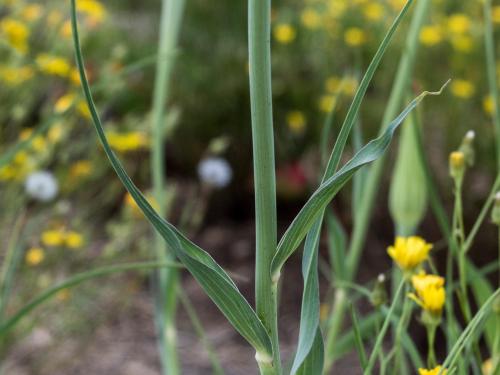 Salsifis majeur (Tragopogon dubius)_4