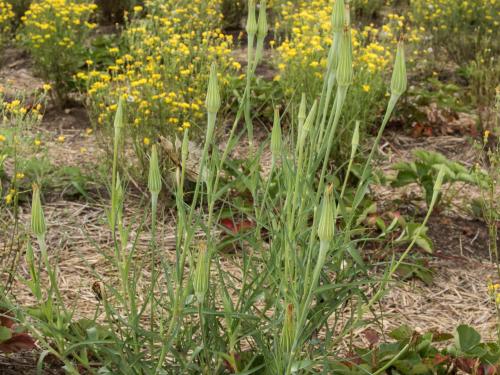 Salsifis majeur (Tragopogon dubius)_7