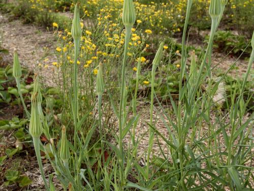 Salsifis majeur (Tragopogon dubius)_8