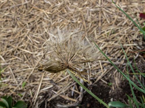 Salsifis majeur (Tragopogon dubius)_11