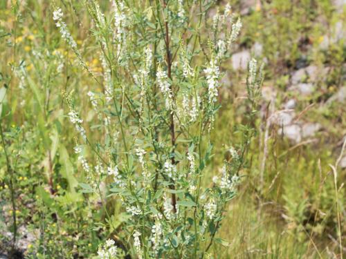 Mélilot blanc (Melilotus albus)_1