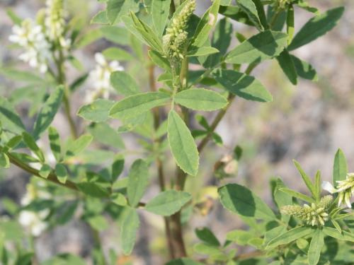 Mélilot blanc (Melilotus albus)_2