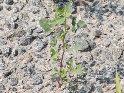 Mélilot blanc (Melilotus albus)_3