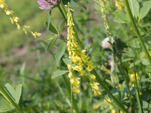 Mélilot jaune (Melilotus officinalis)_2