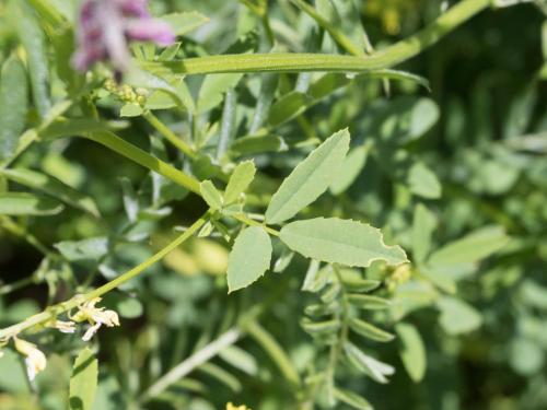 Mélilot jaune (Melilotus officinalis)_8