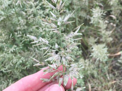 Éragrostide fétide (Eragrostis cilianensis)_4