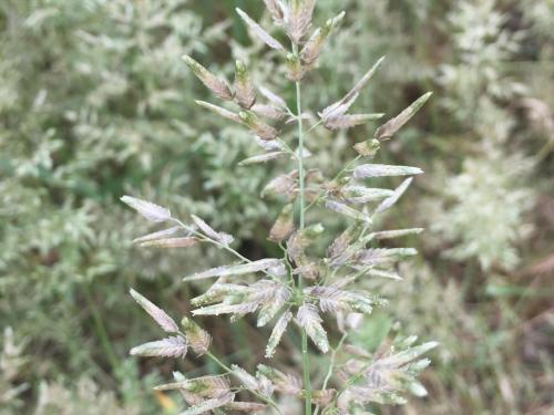 Éragrostide fétide (Eragrostis cilianensis)_5