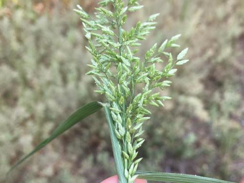 Éragrostide fétide (Eragrostis cilianensis)_7