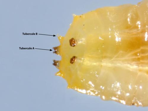 Mouche du chou (Delia radicum)_8